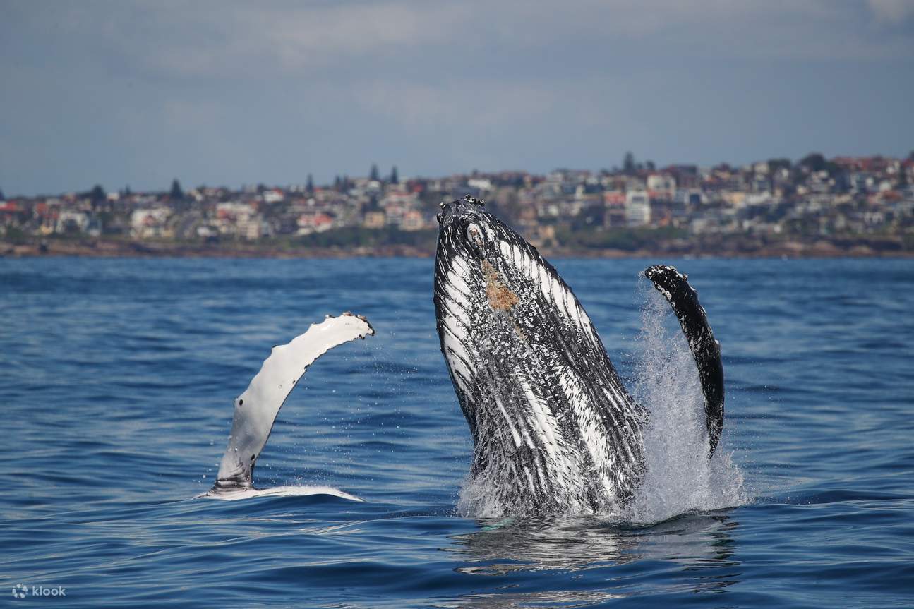 3Hour Whale Watching Cruise at Sydney Harbour Klook United States