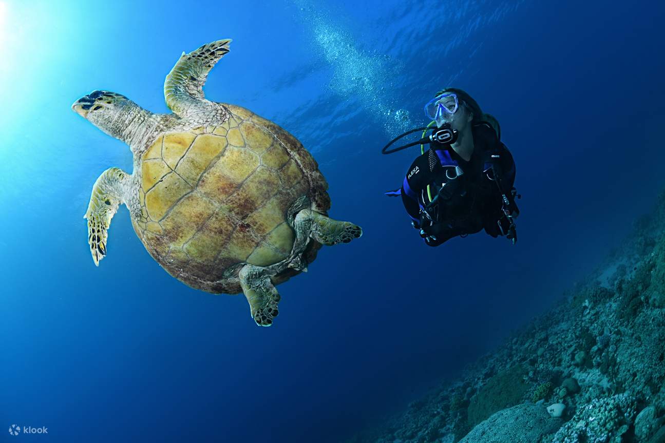 Khoá Học Lặn Bình Dưỡng Khí Cả Ngày Trọn Gói tại Đảo Racha Yai từ Phuket