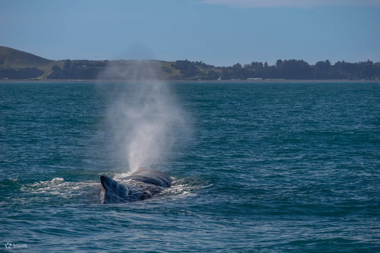 gentle giants