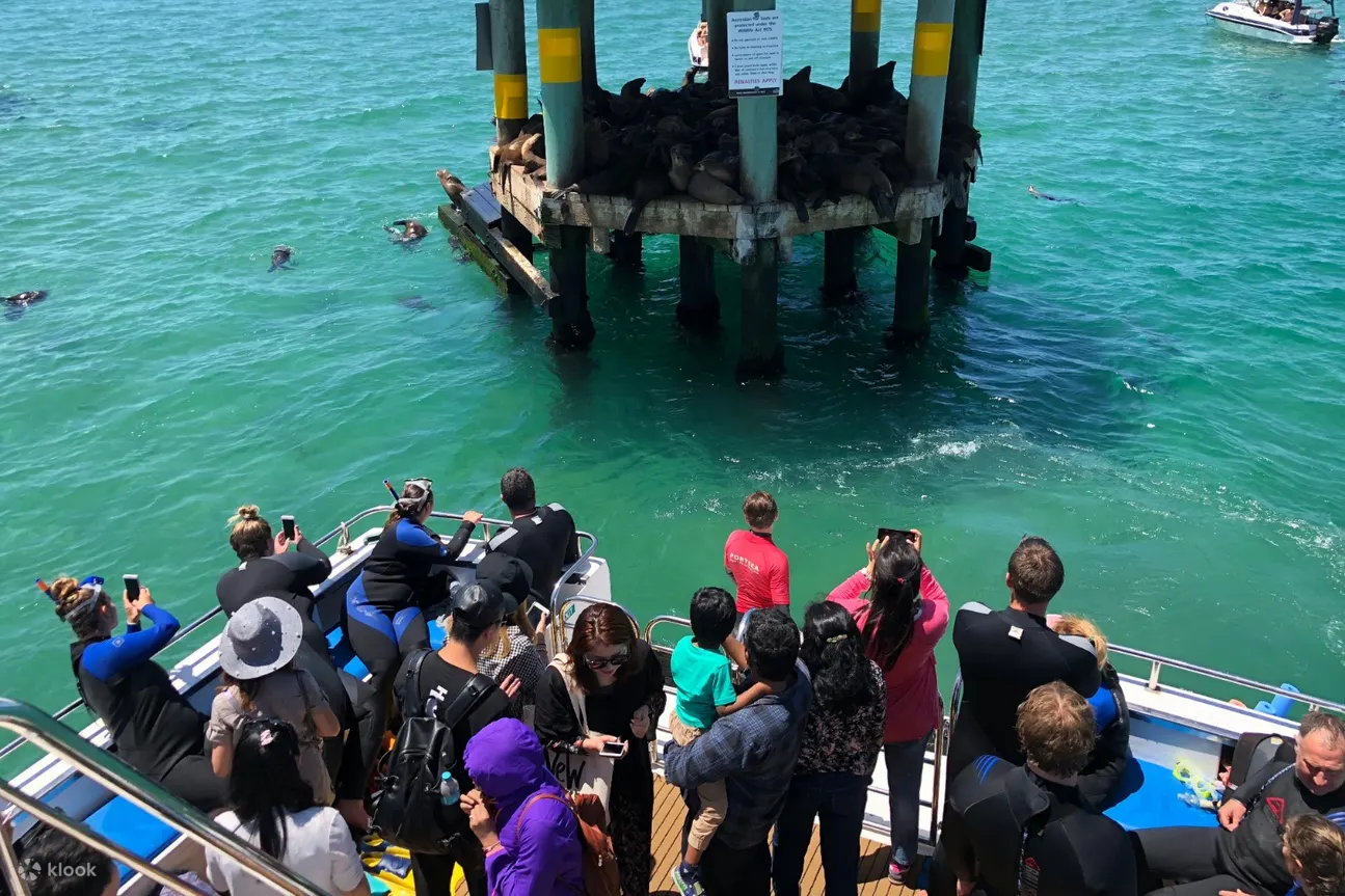旅游团参观中国人帽子上的海豹