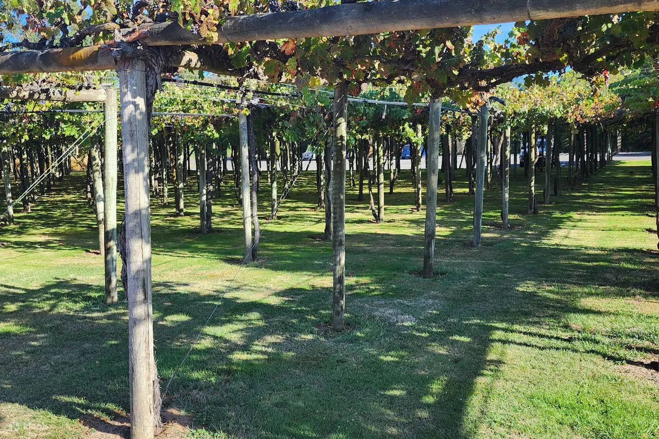 Hunters Cellar Door 著名的葡萄酒、迷人的氛围、丰富的历史、令人愉悦的品尝、美丽的葡萄园环境