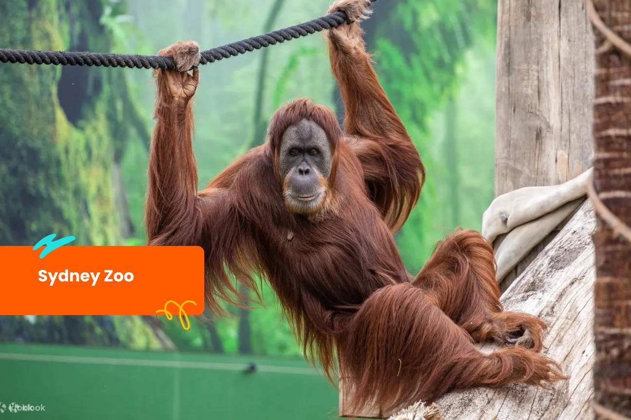 Ticket für den Sydney Zoo