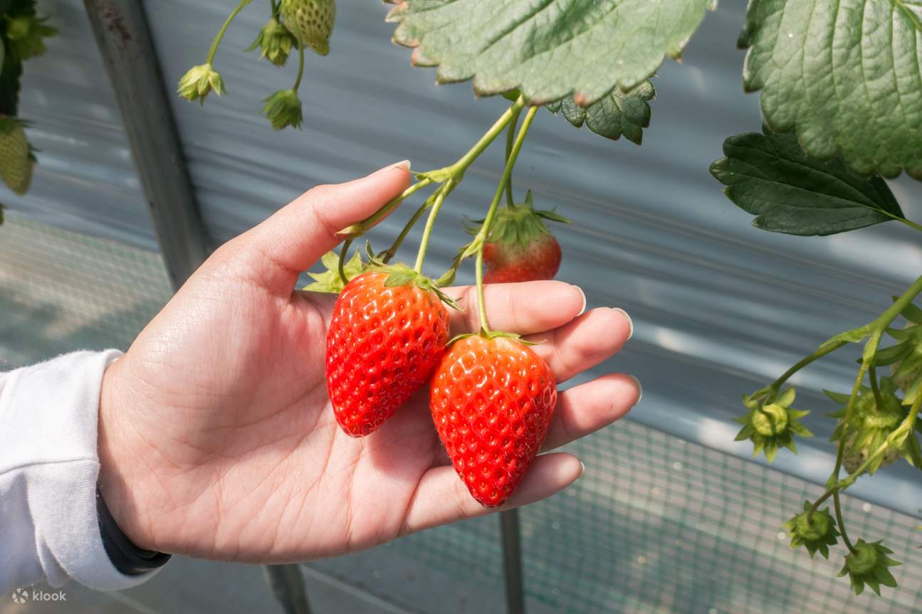 Eobi Ice with Snow Sledding & Strawberry Picking Day Tour from Seoul ...