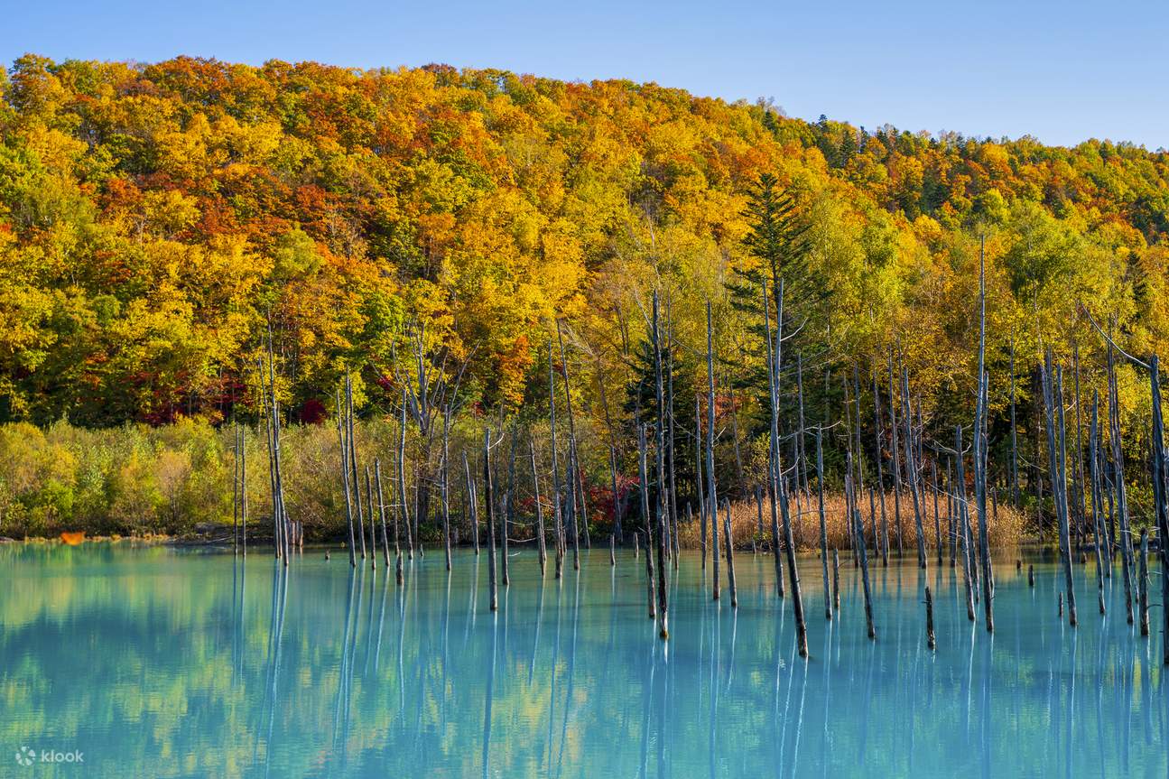 Asahiyama Zoo & Furano & Biei & Blue Pond one day tour from Sapporo ...