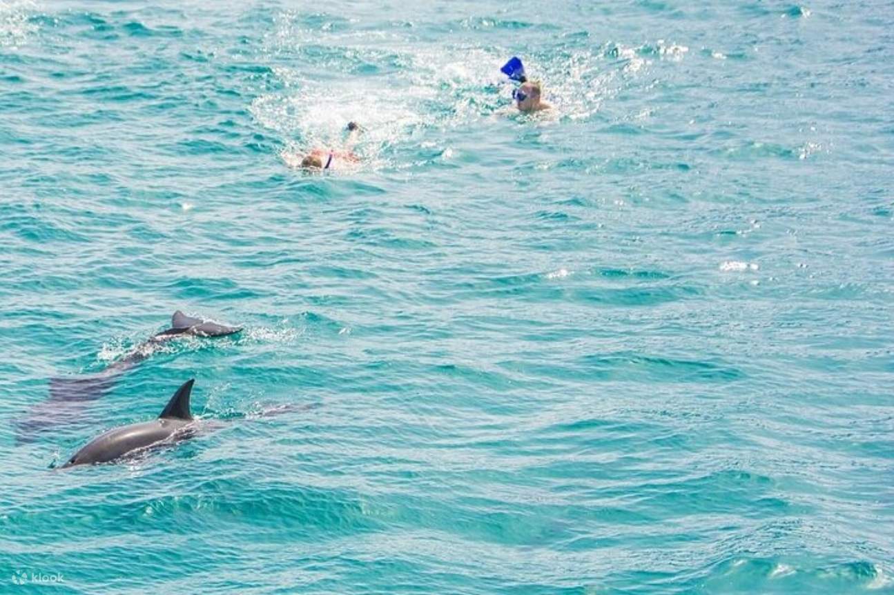 Berenang dengan Ikan Lumba-Lumba, lawatan laut VIP Snorkeling dengan Makan Tengah Hari - Hurghada