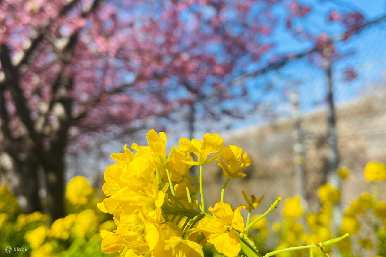 Miura Coast Kawazu Cherry Blossom Festival, Misaki Fishing Port, and Jojima Park Day Tour