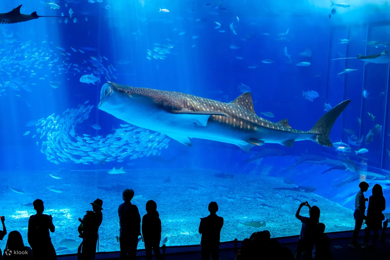 沖縄美ら海水族館 入館チケット (沖縄) | Klook