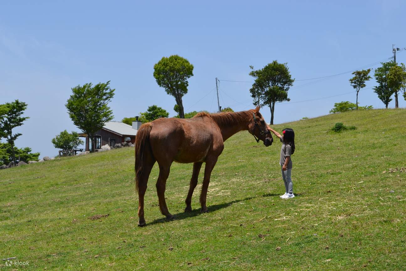 Caminata por el pastizal con susurrador de caballos en Horse Trust en Kagoshima