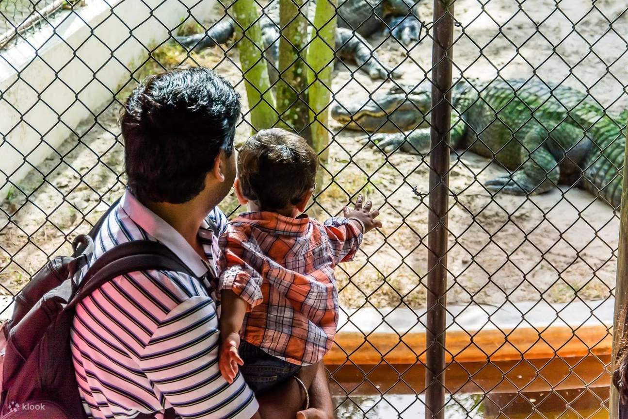 Padre e figlio osservano insieme i coccodrilli, condividendo una memorabile esperienza nelle Everglades