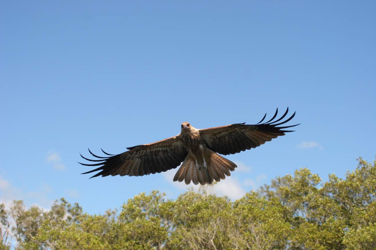 aquila che vola nel cielo blu
