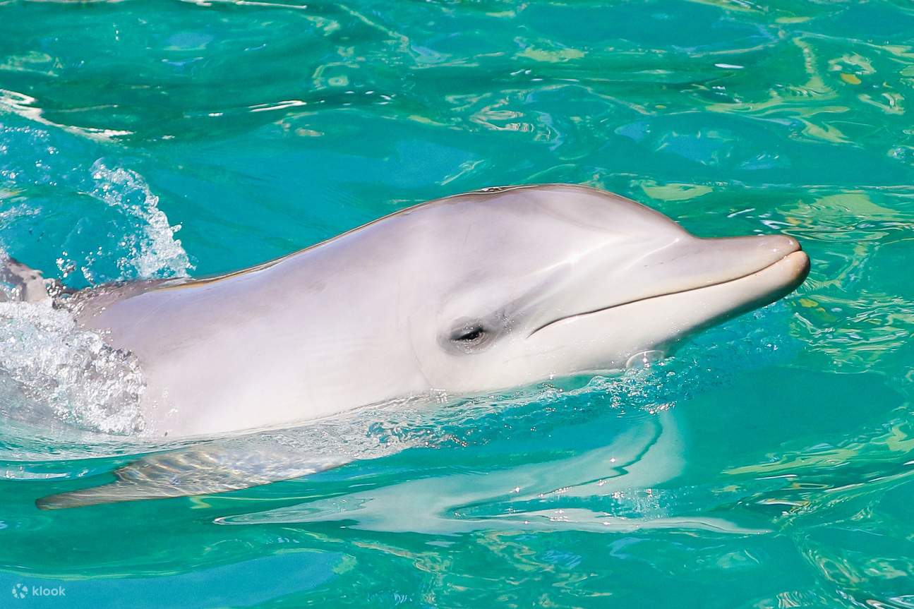 Splash And Slide Dolphin Cruise Experience in Port Stephens Klook