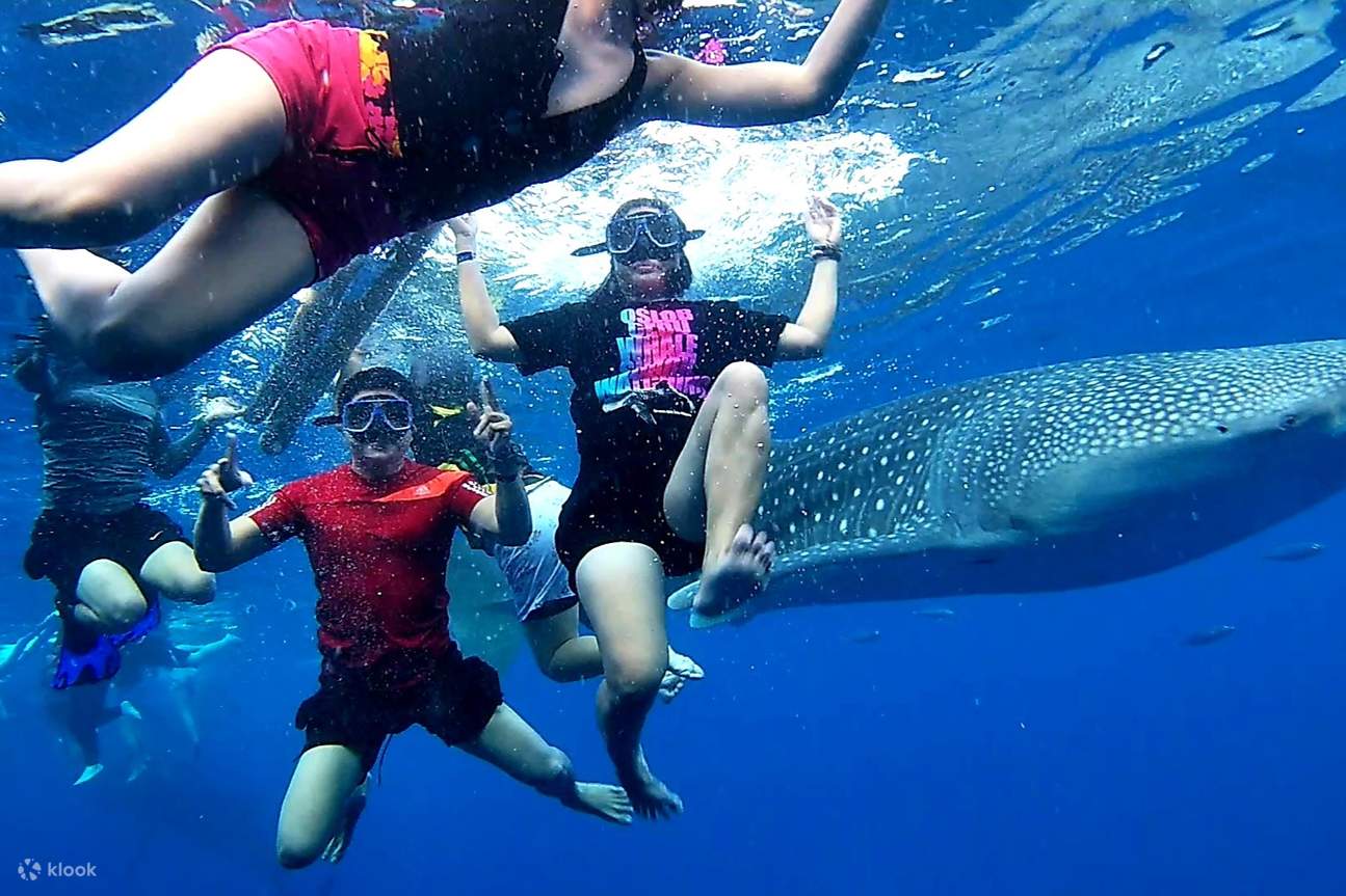 Orang-orang menikmati berenang bersama hiu paus di bawah air