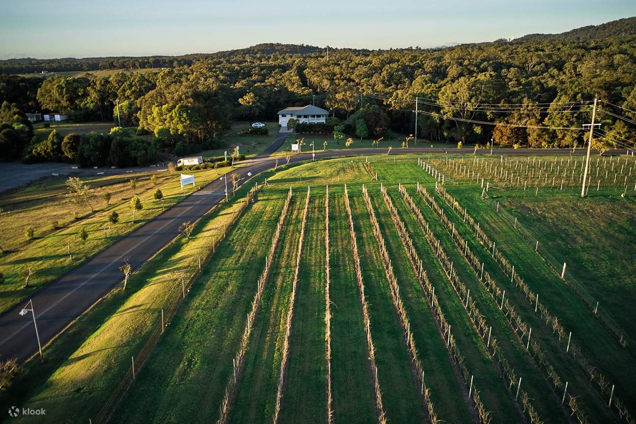 Откройте для себя историю и процесс выращивания винограда в Sirromet Winery