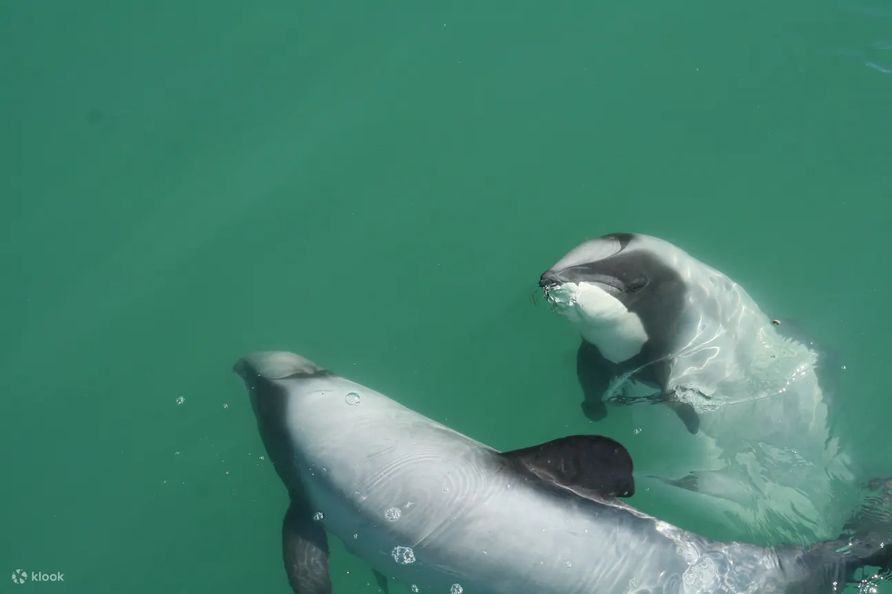 Dolphin