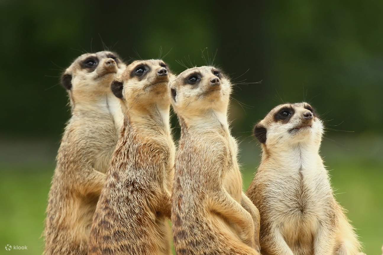 땅굴에서 솟아올라 주변을 살피는 호기심 많은 미어캣을 관찰해 보세요.