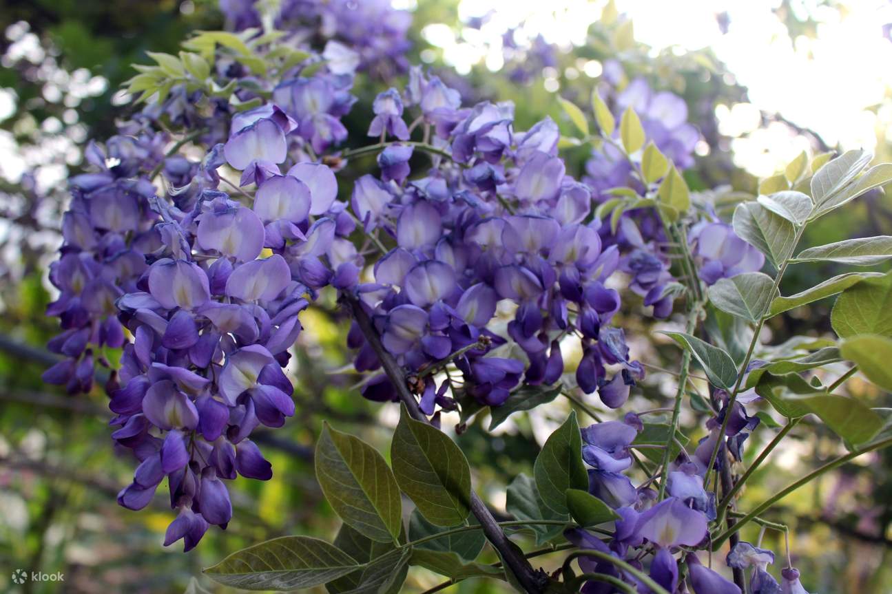 Kilang Pelancongan Jijibanana Jiyuan Fruit