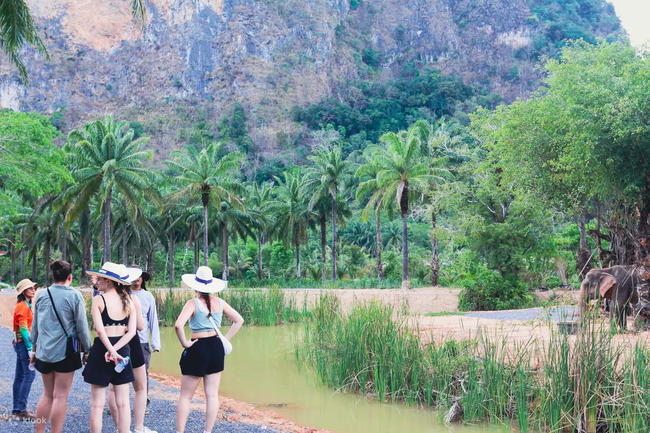 Tìm hiểu sâu về loài voi