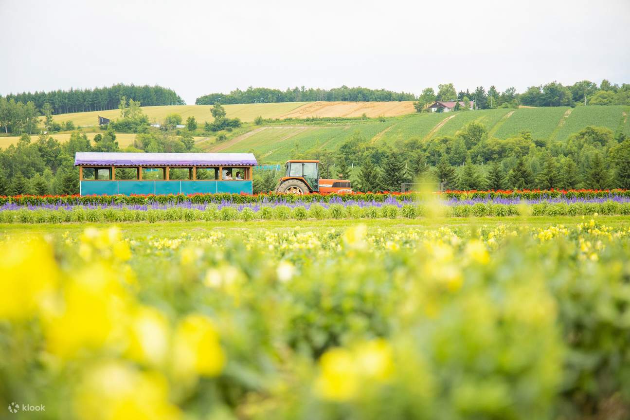 Eintägige Bustour nach Furano und Biei mit All-you-can-eat-Melone ...