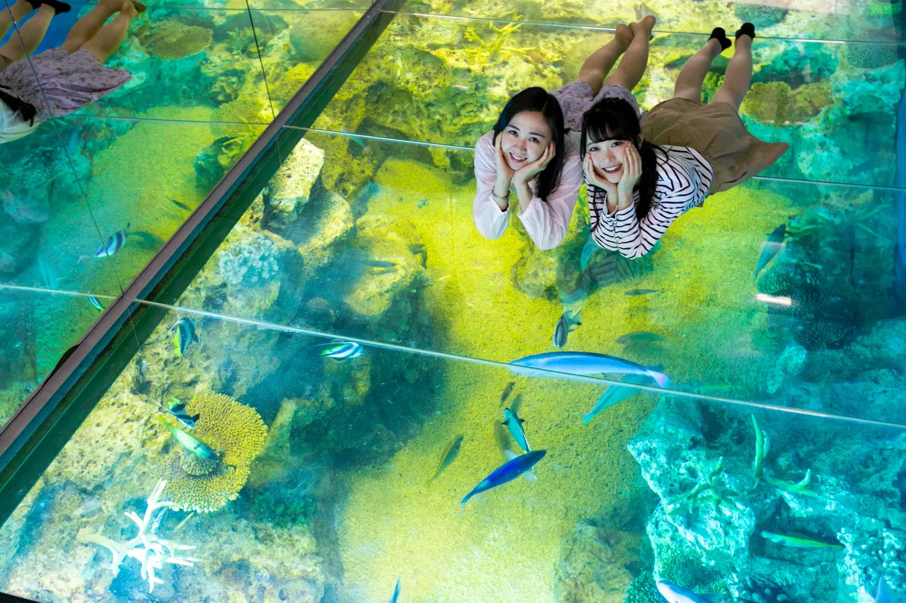越前松岛水族馆入场费1,500日圆优惠券