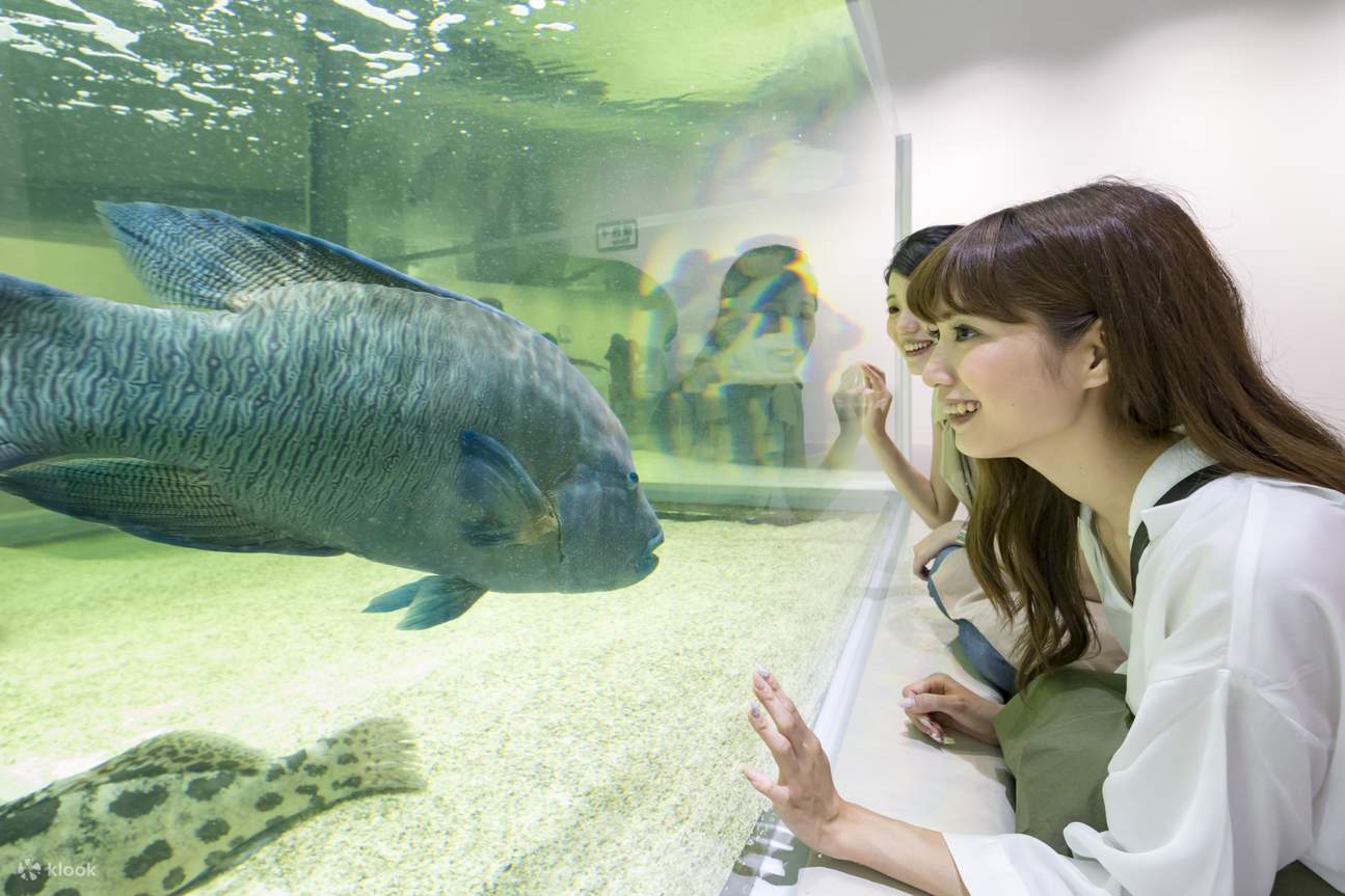 Vé vào cửa NIFREL