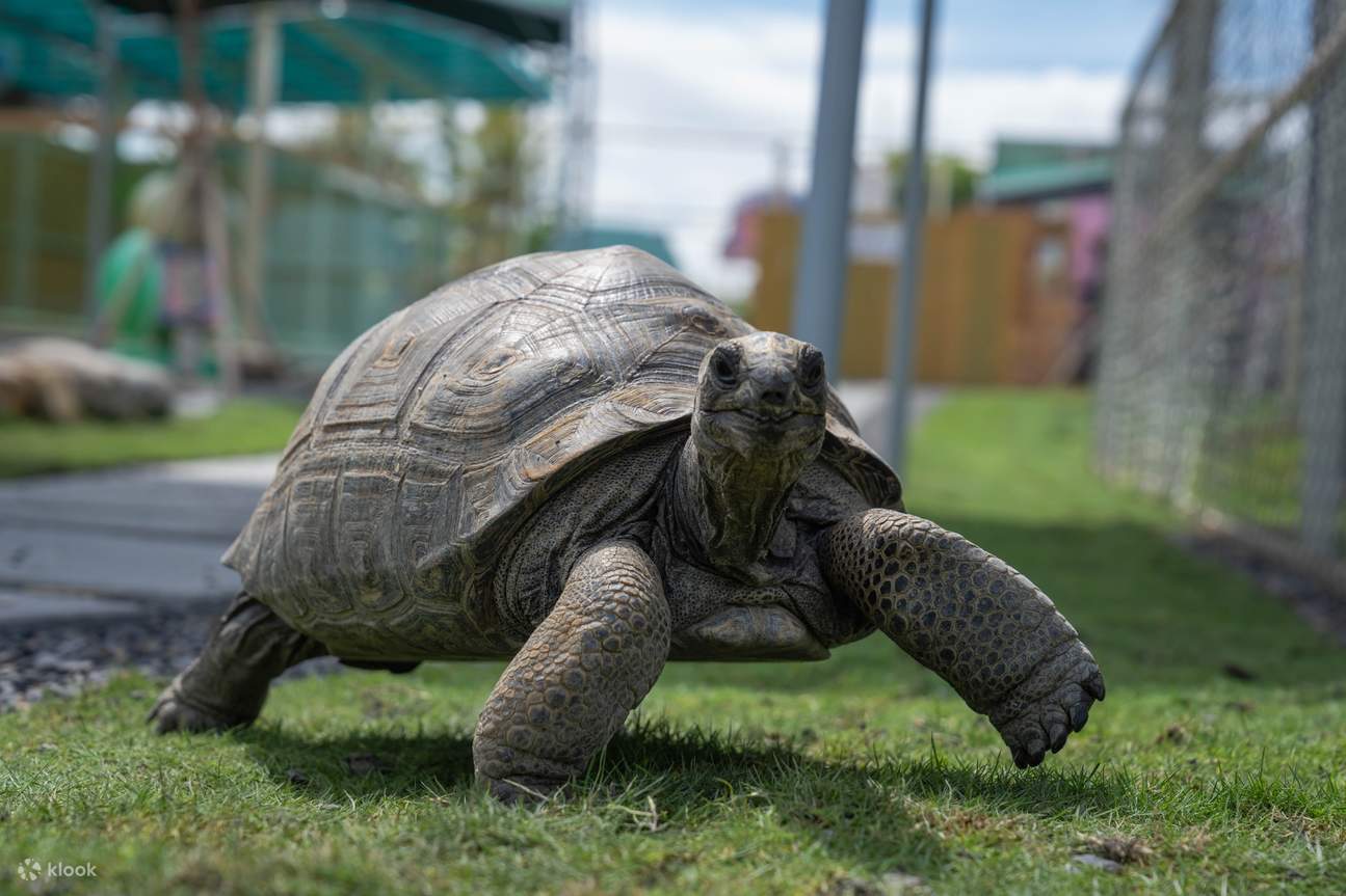 Театр «Звёздный лес мечты»