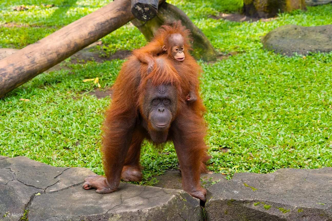 茂物野生動物園