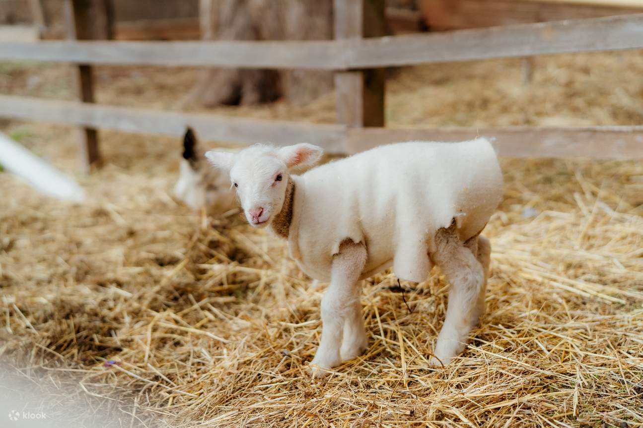 Vé Tham Quan Đảo Churchill ở Đảo Phillip