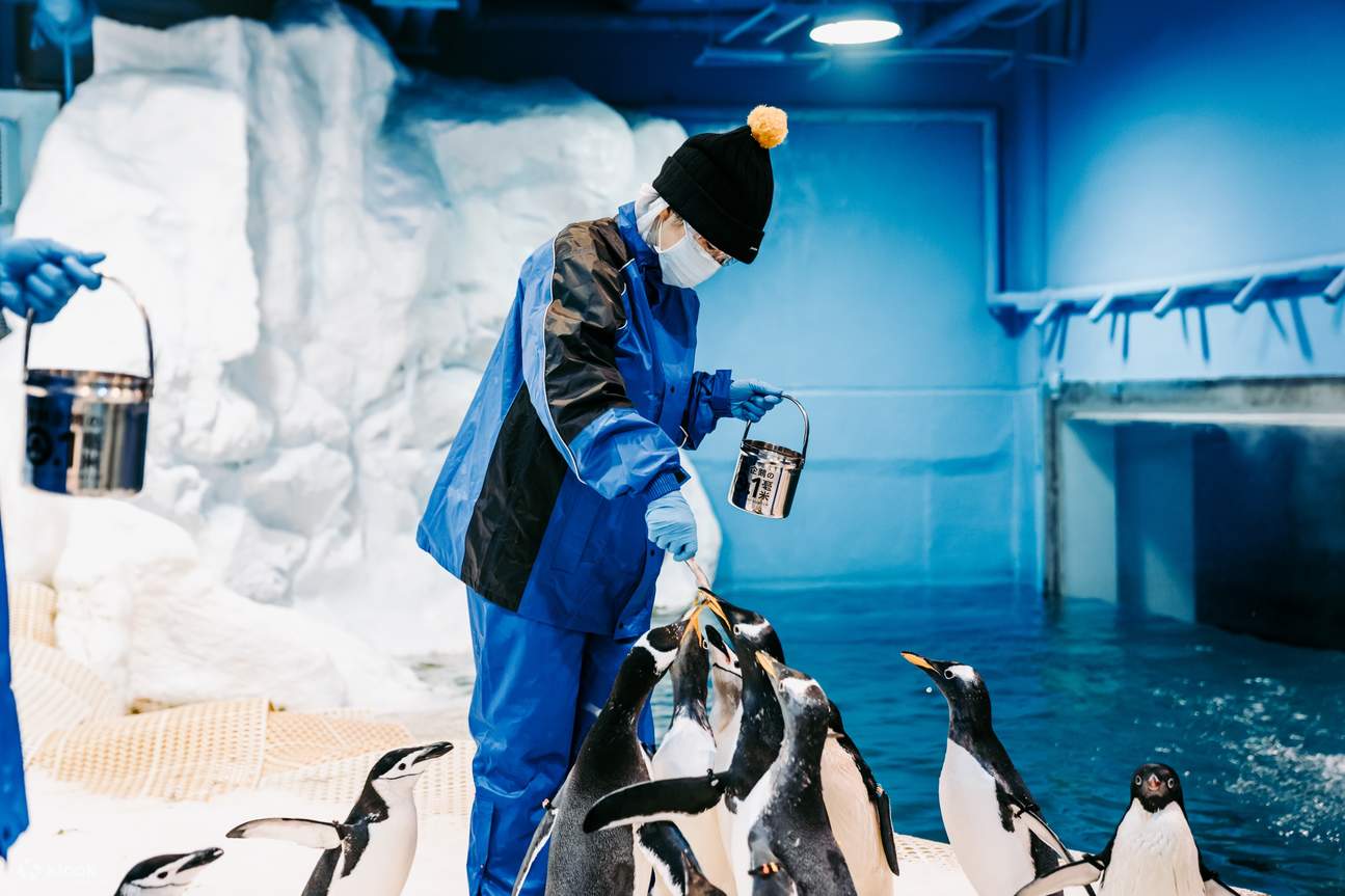 0.1 Millimeters with Penguins: Before the actual feeding, penguin keepers will teach you how to hold the bait to feed the penguins.