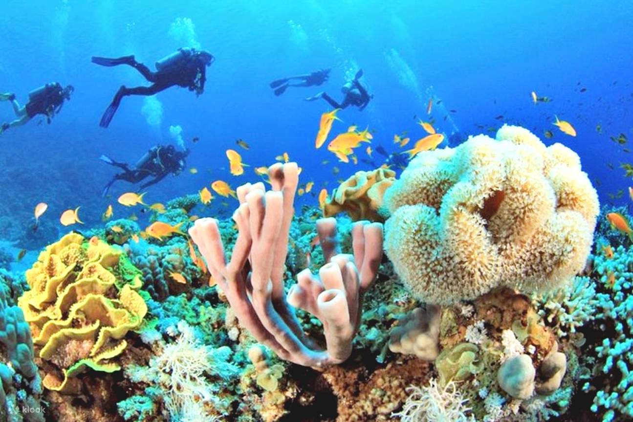 Sahl Hasheesh: Diving or Snorkeling Boat Trip with Lunch
