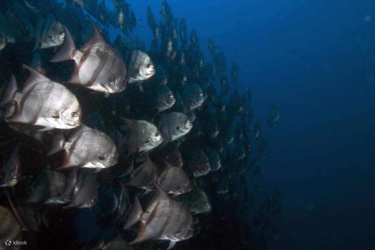 Terokai hidupan marin Islamorada yang bertenaga sambil meningkatkan kemahiran menyelam anda, daripada karang berwarna-warni hingga spesies ikan eksotik