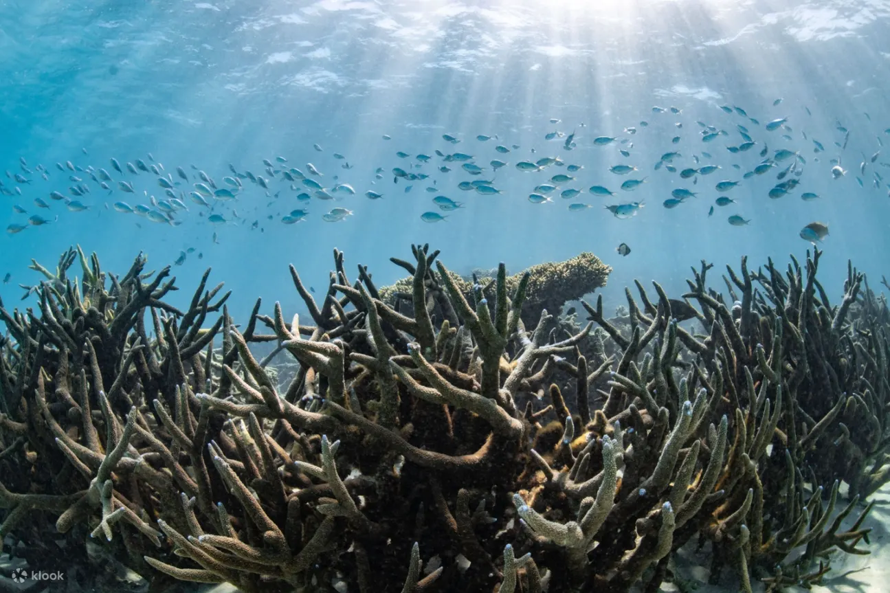 水中的野生生物
