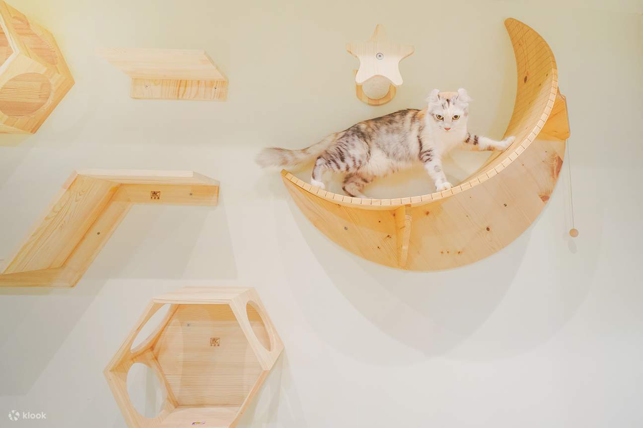 猫季酒店 - 猫猫住宿服务