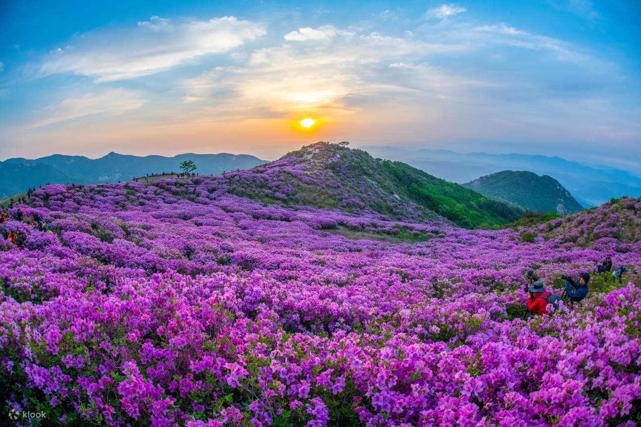 Hwangmaesan Royal Azalea Festival Tour from Busan Klook Malaysia