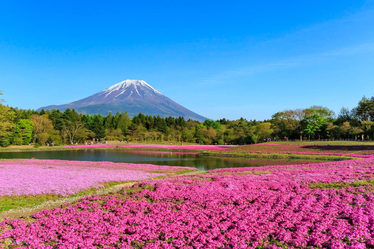 东京出发，富士山、箱根、镰仓10小时包车游
