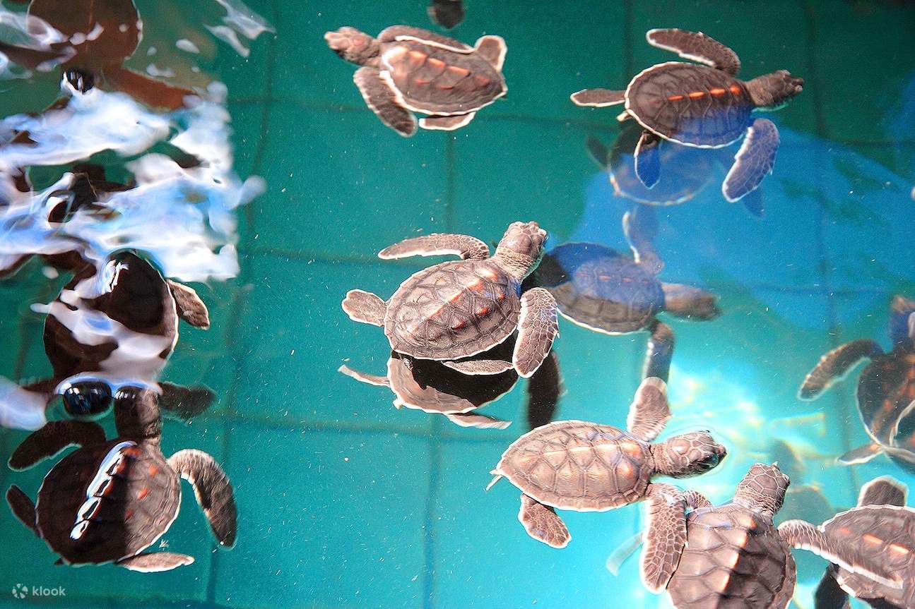 Bamboo Rafting, Turtle Conservation, Coffee making & Monkey Cave - Klook
