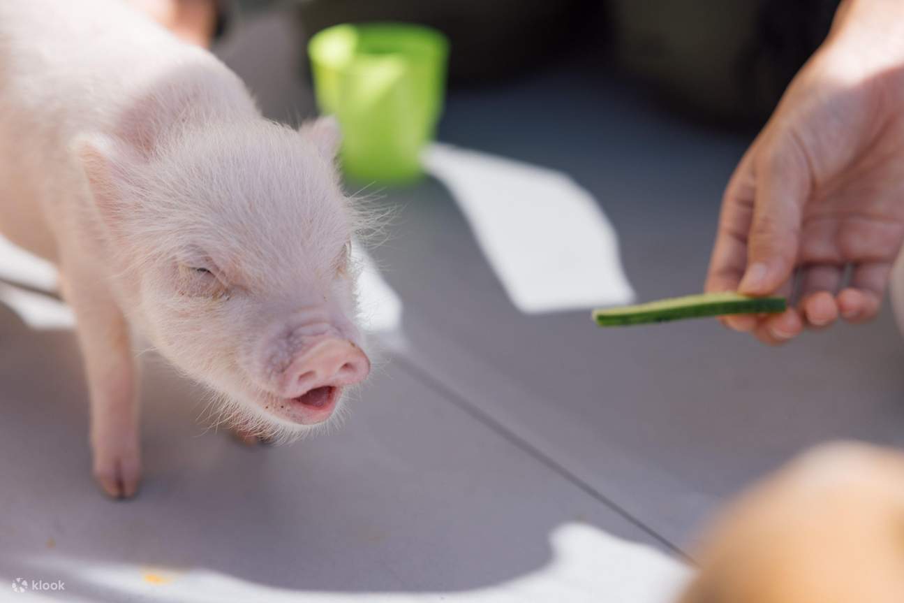 Pengalaman Memberi Makan Snek