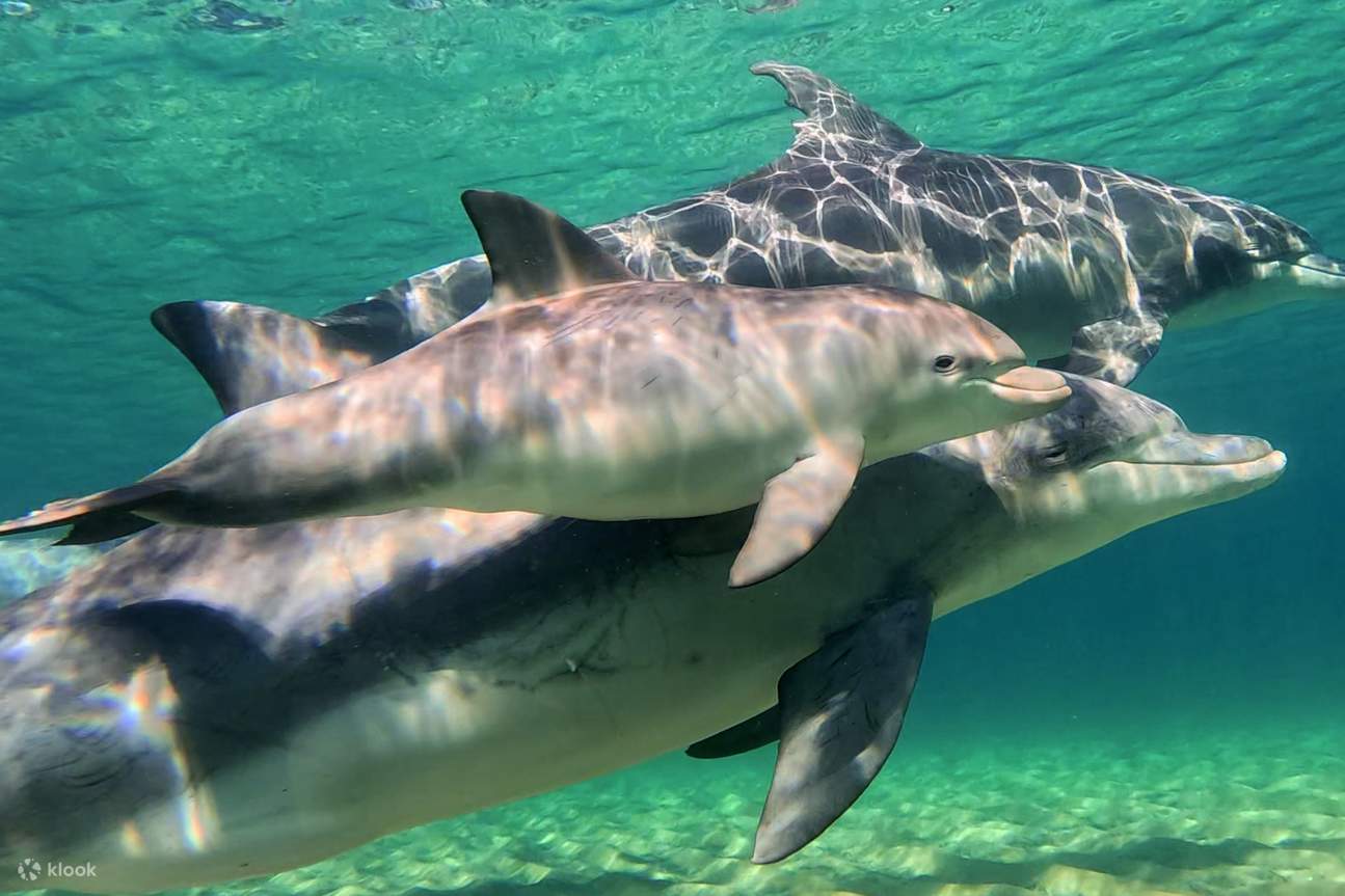 Trải nghiệm bơi cùng cá heo hoang dã ở Bunbury