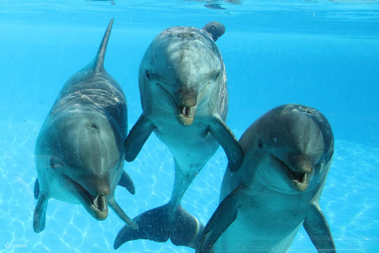 Selwo Marina Entry Ticket - Klook