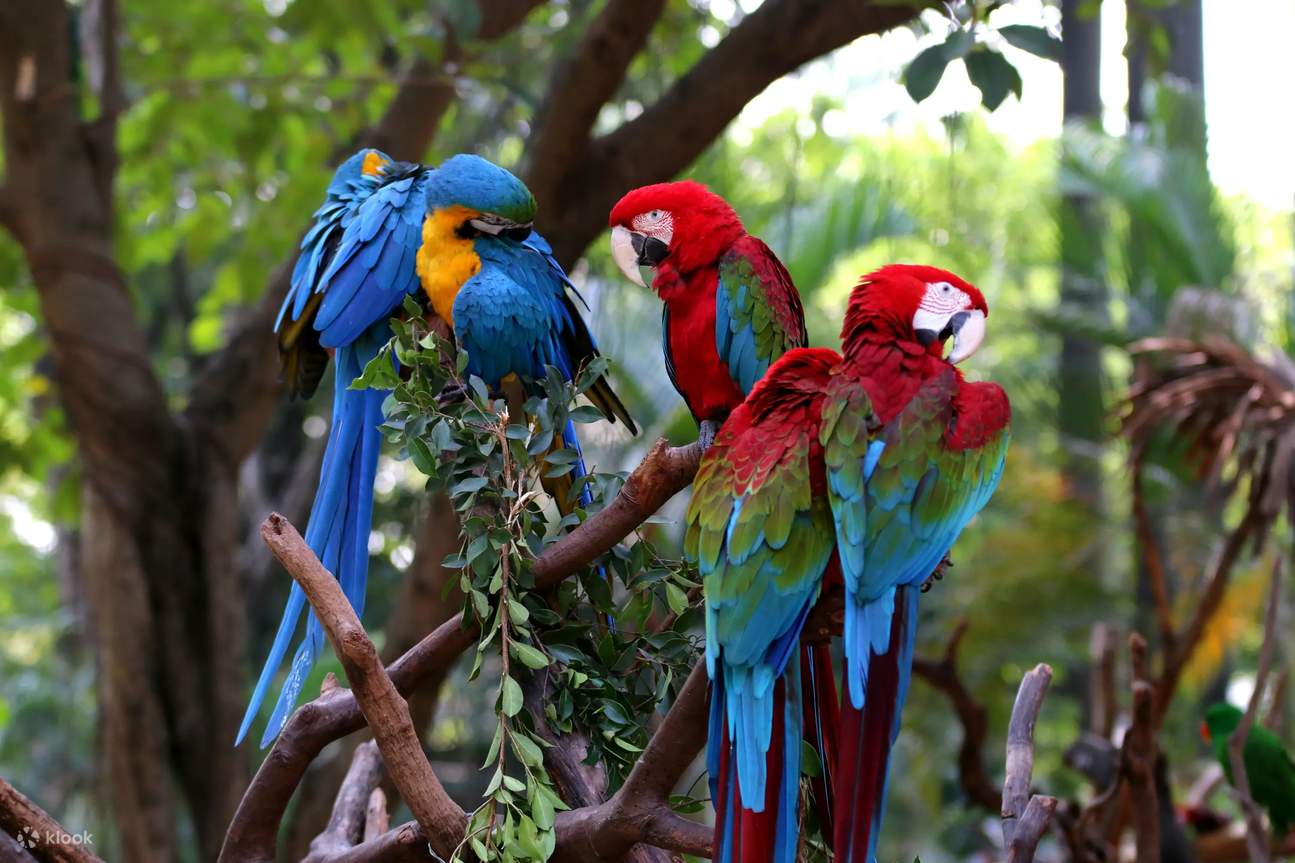 Chimelong Bird Paradise de Guangzhou