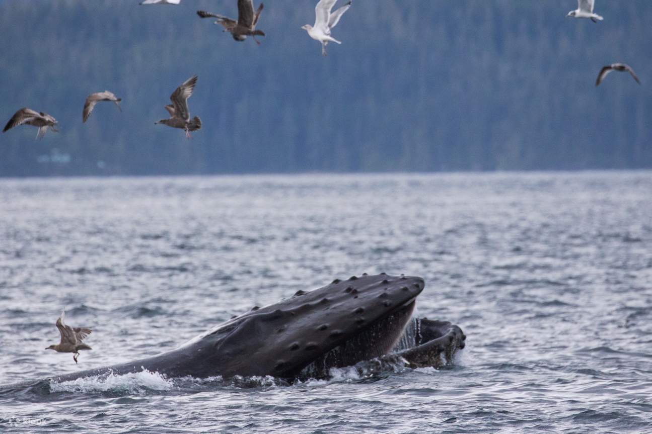Spot a majestic whale surfacing in the wild waters of Telegraph Cove