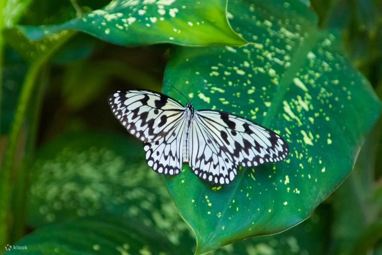 Ryugujo Butterfly Garden Admission Ticket Japan Klook香港