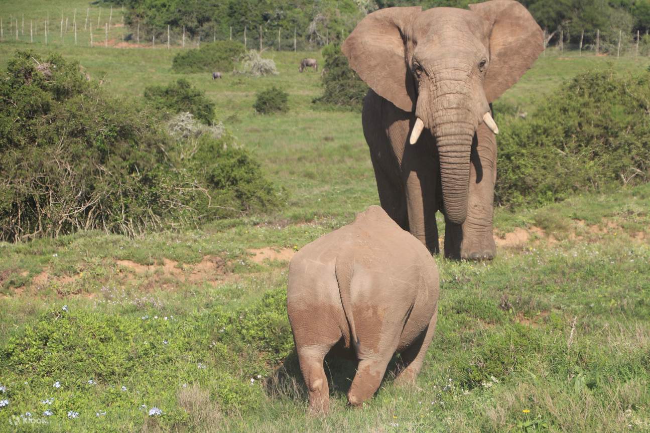 巨人の足跡：ショーティア・ゲーム・リザーブ (Schotia Game Reserve)