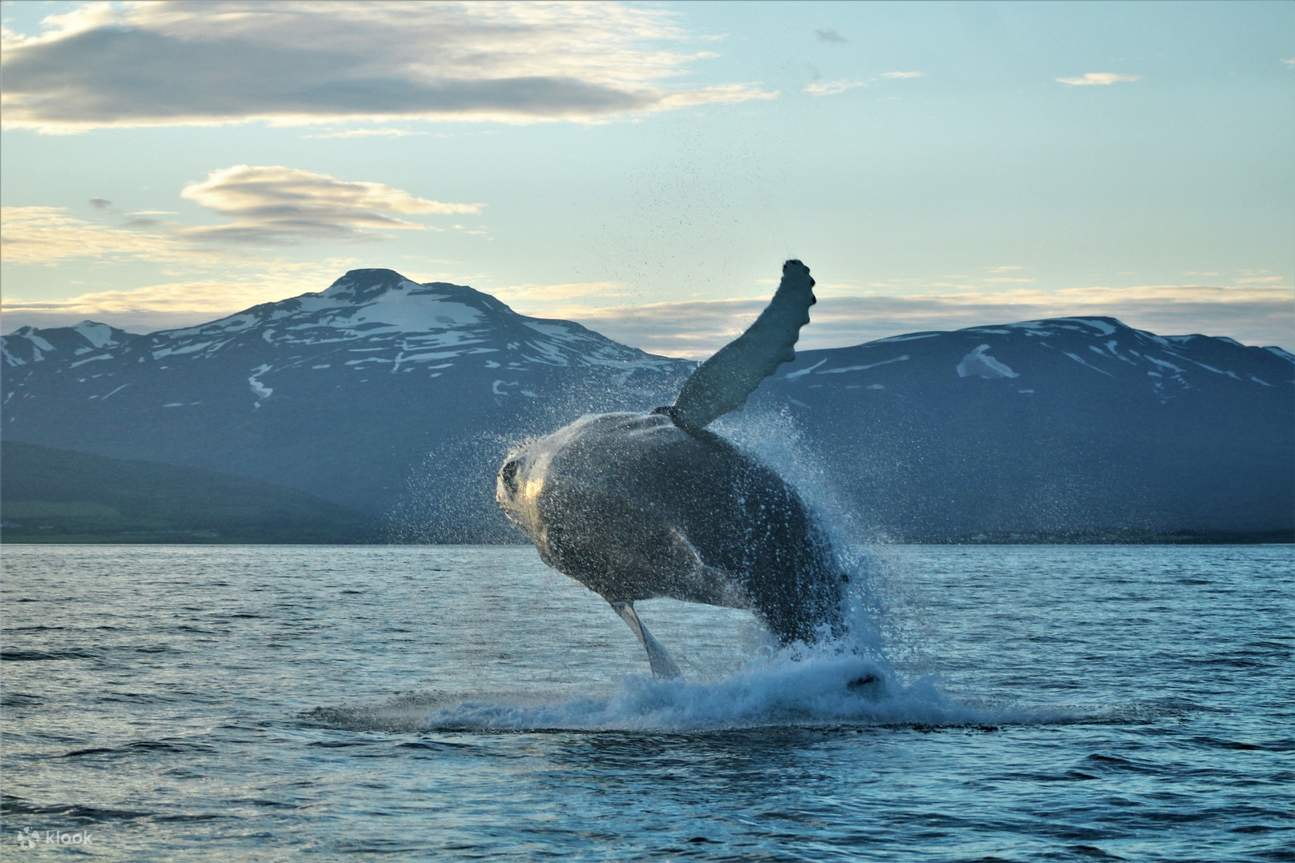 whale watching cruise akureyri iceland