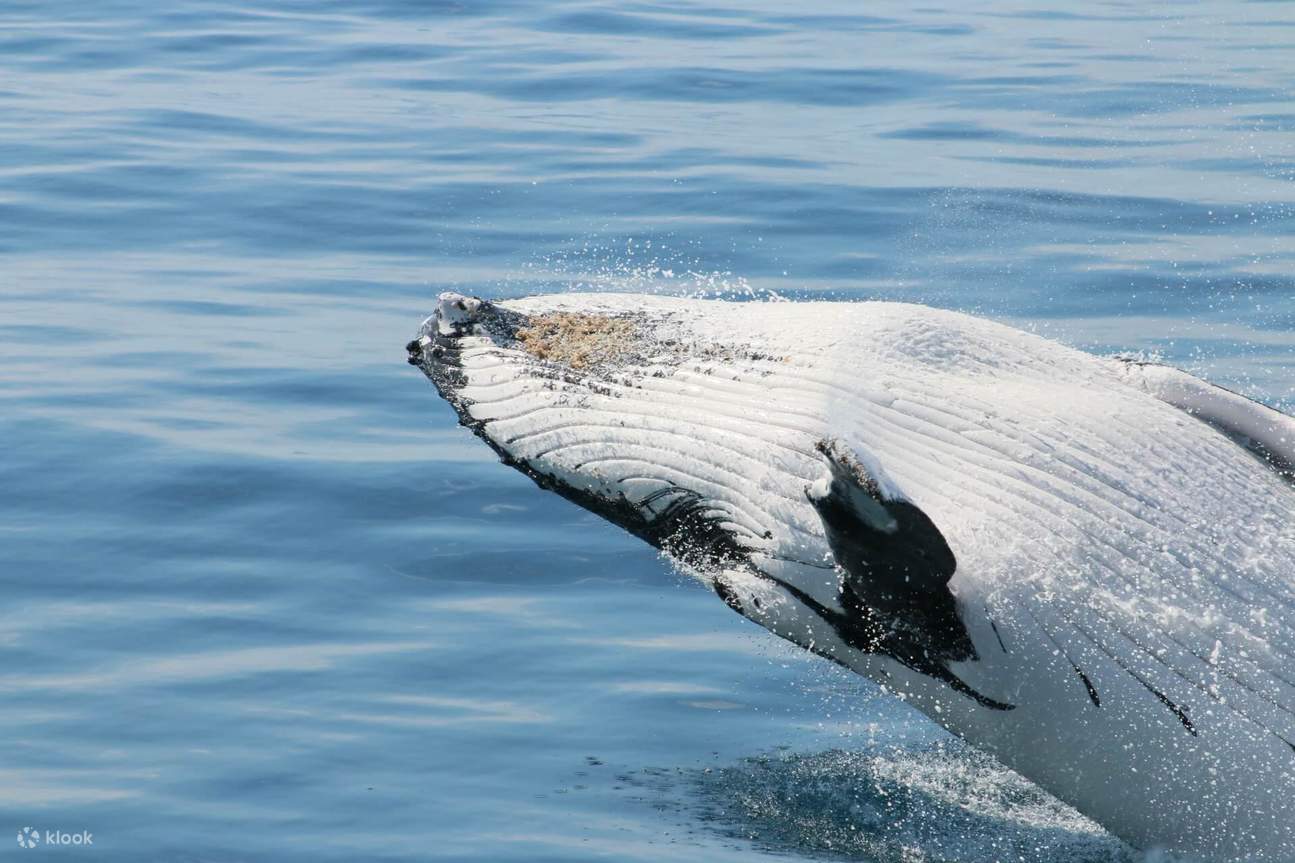 observation de baleines