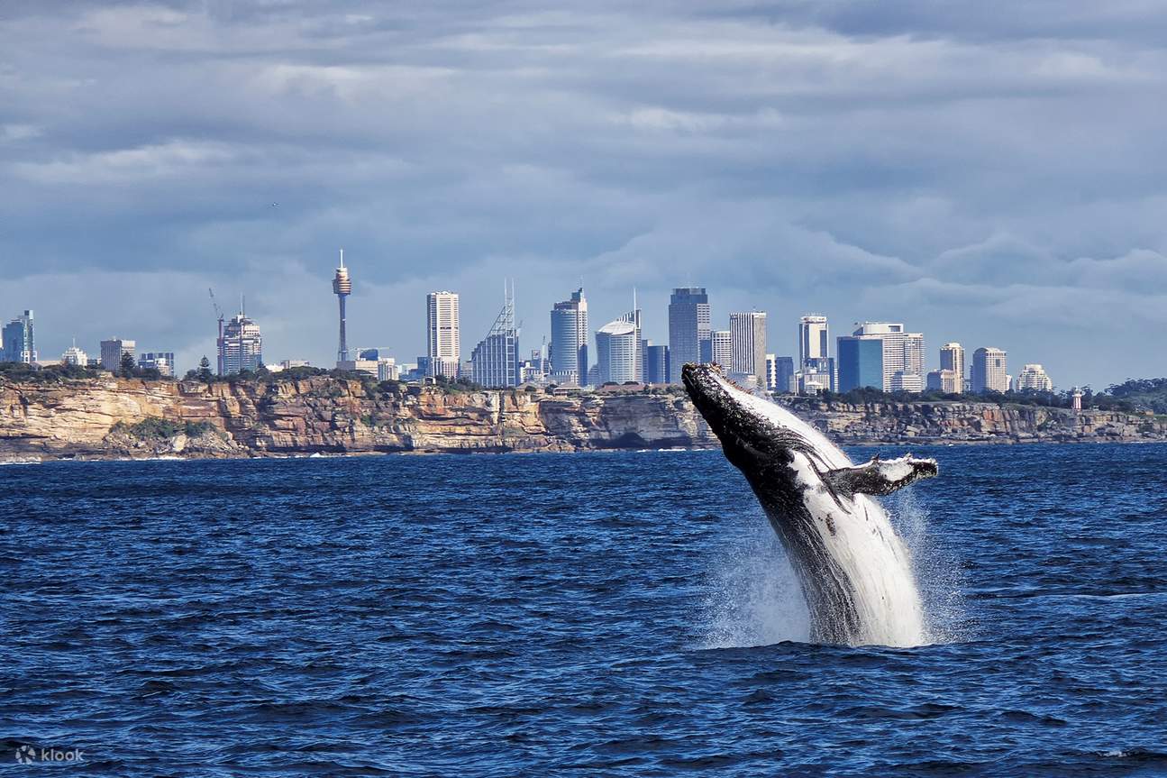 Luxury Whale Watching Experience in Sydney Klook Australia