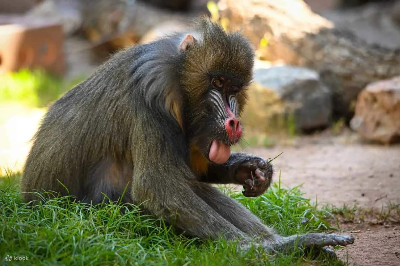 Поздоровайтесь с жирафами и понаблюдайте, как обезьяны качаются на деревьях — развлечение для всех возрастов!