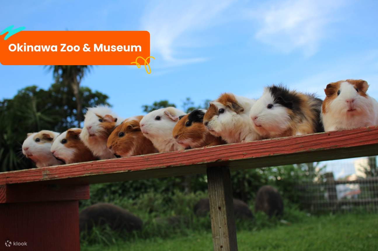 Klook 沖繩景點通票
