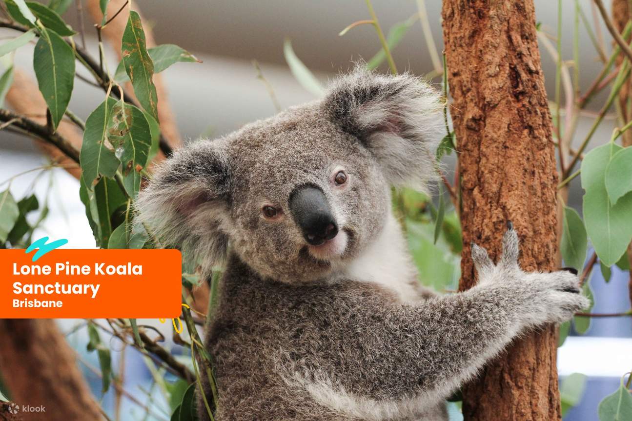 Santuario dei koala di Lone Pine