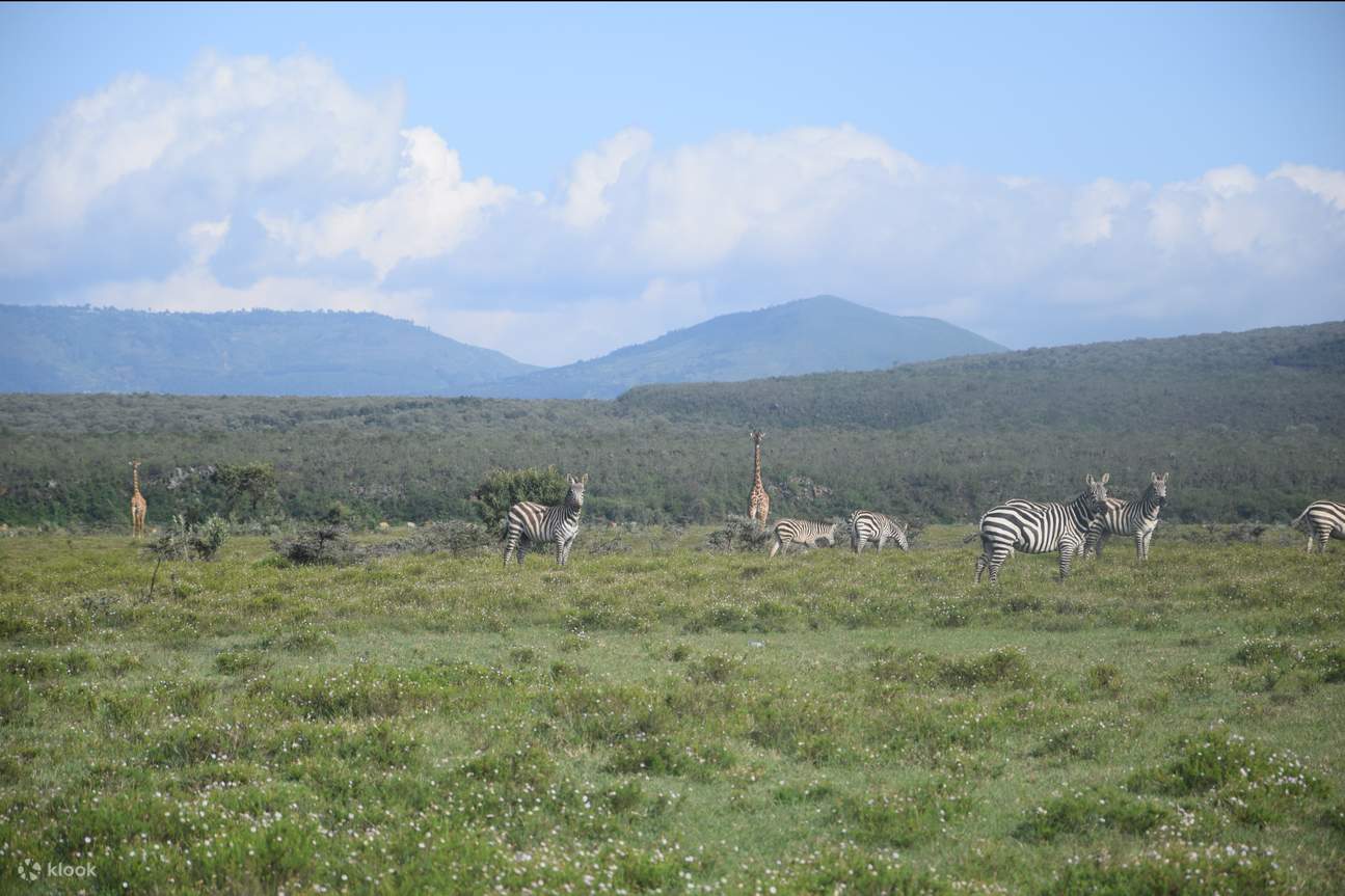 Day Trip Mount Longonot Hiking And Lake Naivasha Boat Ride Klook day-trip-mount-longonot-hiking-and-lake-naivasha-boat-ride-klook