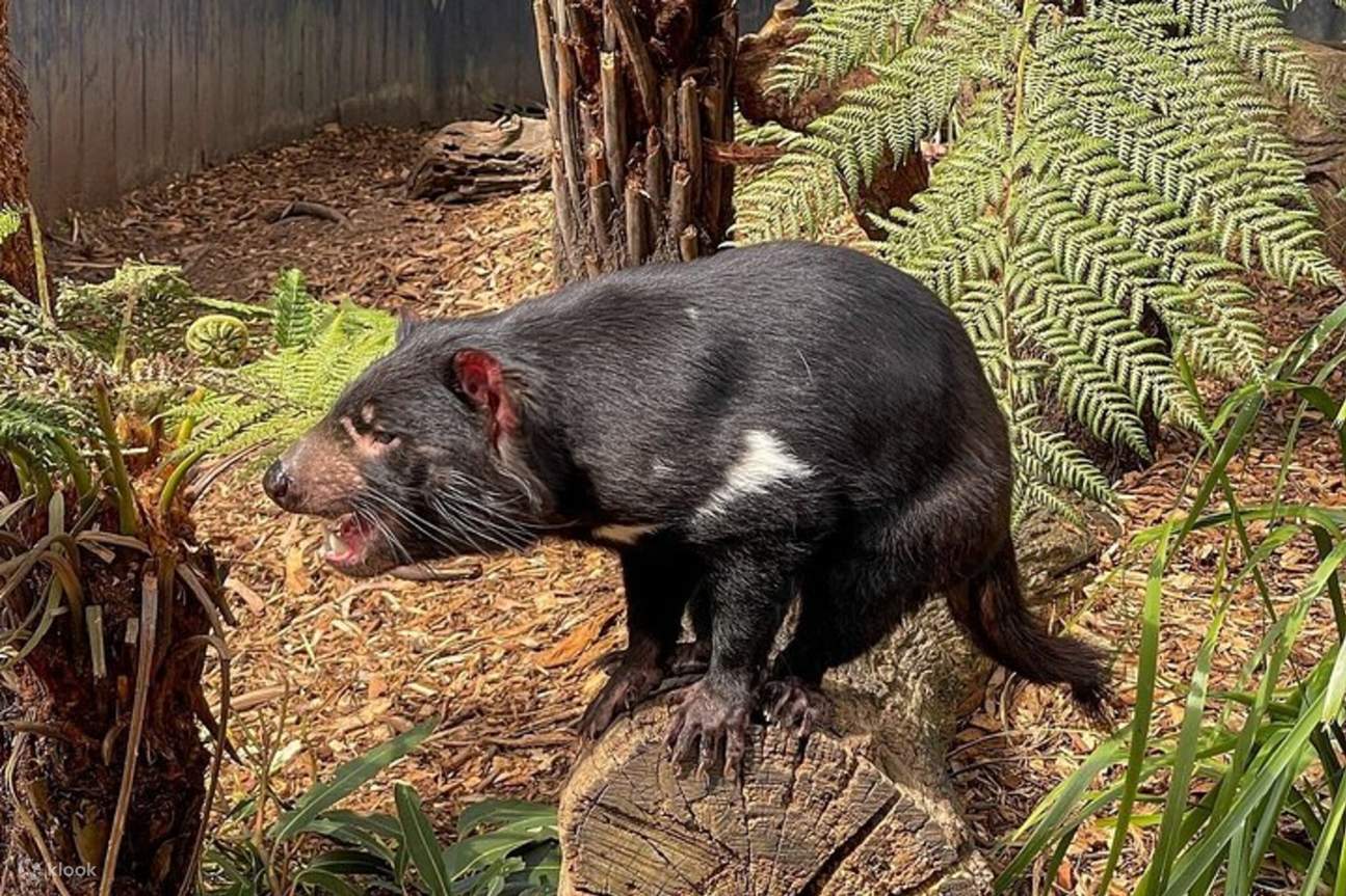 Tour privado de un día en Melbourne